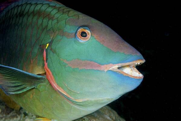 Stoplight Parrotfish Poster featuring the photograph Stoplight Parrotfish by Clay Coleman