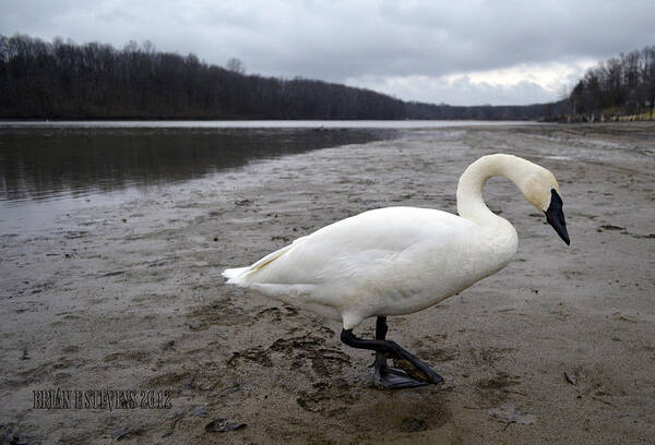 Trumpeter Swan Poster featuring the photograph Strolling by Brian Stevens