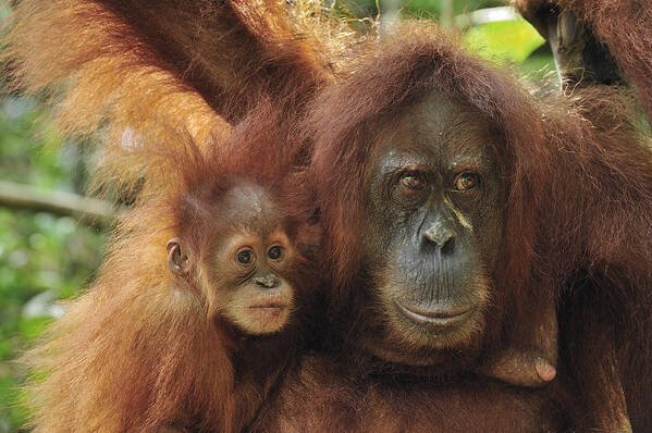 Mp Poster featuring the photograph Sumatran Orangutan Pongo Abelii Mother by Thomas Marent