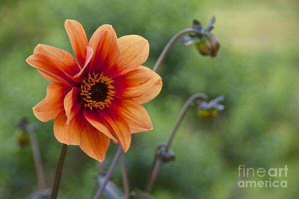 Photography Poster featuring the photograph Summer Dahlia by Sean Griffin