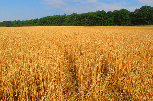 Summer Poster featuring the photograph Summer in the Countryside by Lyle Crump