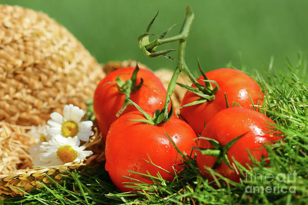 Agriculture Poster featuring the photograph Summer tomatoes by Sandra Cunningham