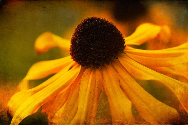 Black Eyed Susie Poster featuring the photograph Summers Bloom by Randy Wood
