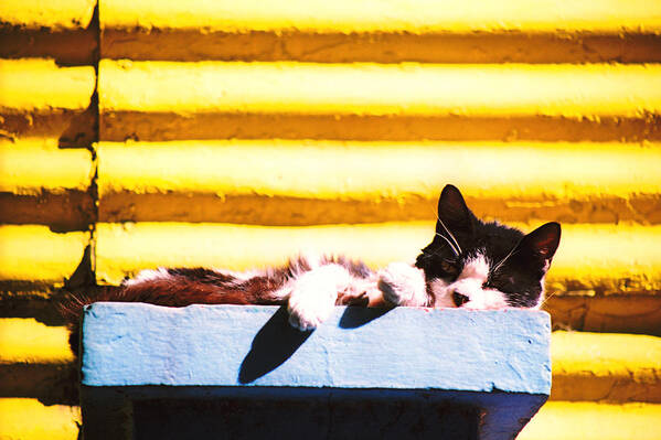 Argentina Poster featuring the photograph Sunbathing Feline by Claude Taylor