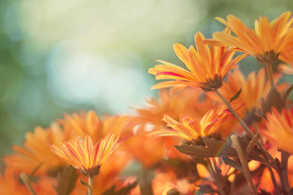 Chrysanthemums Poster featuring the photograph Sundance by Amy Tyler