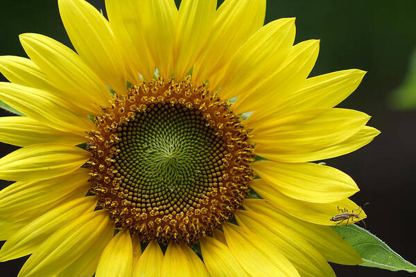 Helianthus Annuus Poster featuring the photograph Sunflower With Insect by Daniel Reed