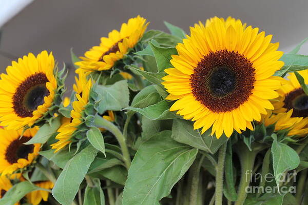 Sunflowers Poster featuring the photograph Sunflowers at Pikes Market by Pamela Walrath