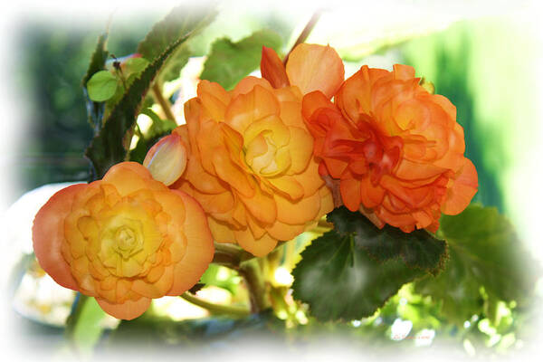  Poster featuring the photograph Sunkissed Begonia Trio by Liz Evensen