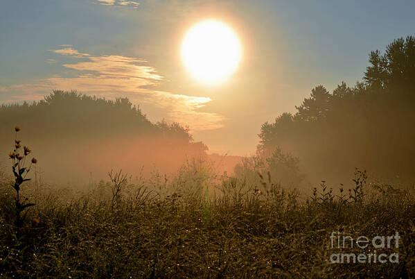 Color Photography Poster featuring the photograph Sunny Side Up by Sue Stefanowicz