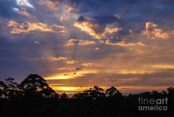 Trees Poster featuring the photograph Sunset lightstreams 1 by Fran Woods