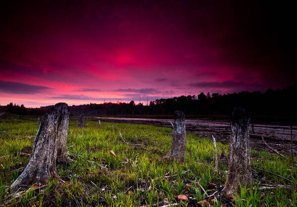 Sunset Poster featuring the photograph Sunset Stumps by Cale Best