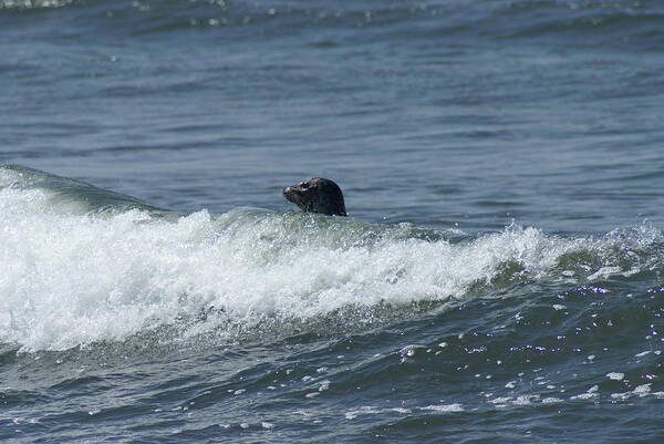 Seal Poster featuring the photograph Surfing Seal by Jerry Cahill