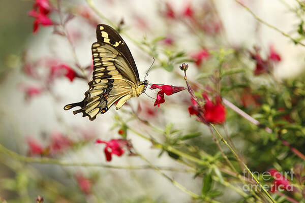 Butterfly Poster featuring the photograph Swallowtail Butterfly on Red Wildflowers by Susan Gary