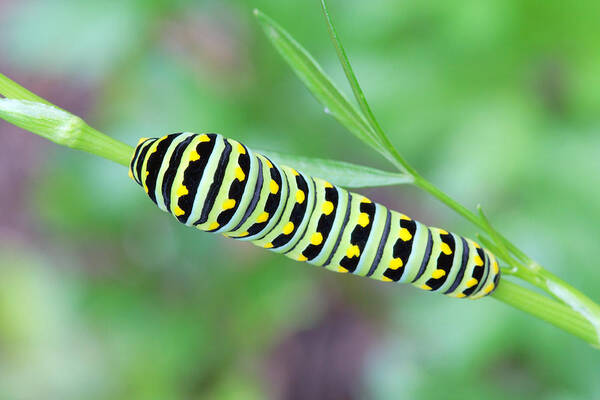 Papilio Polyxenes Poster featuring the photograph Swallowtail Caterpillar On Parsley by Daniel Reed