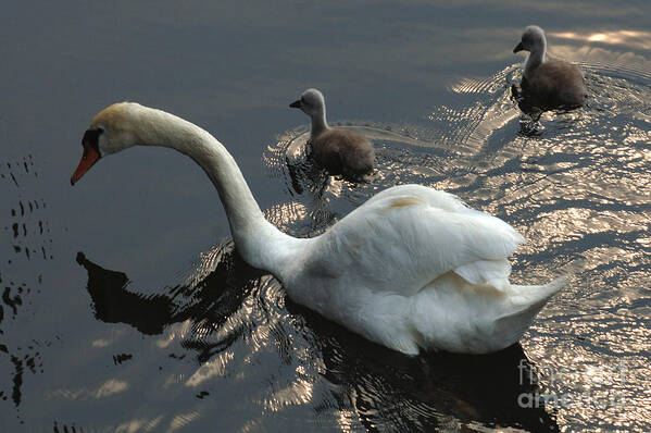 Swan Poster featuring the photograph Swan Family 3 by Bob Christopher