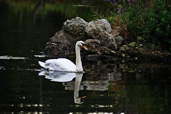 Horn Pond Poster featuring the photograph Swan I by Joe Faherty