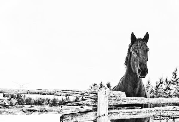 Horse Poster featuring the photograph Take Me for a Ride by Traci Cottingham