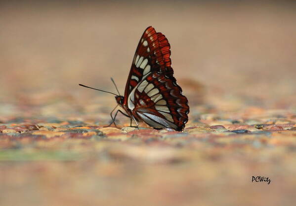 Butterfly Poster featuring the photograph Taking a Breather by Patrick Witz
