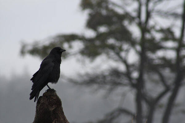 Raven Poster featuring the photograph The Bachelor by Cathie Douglas