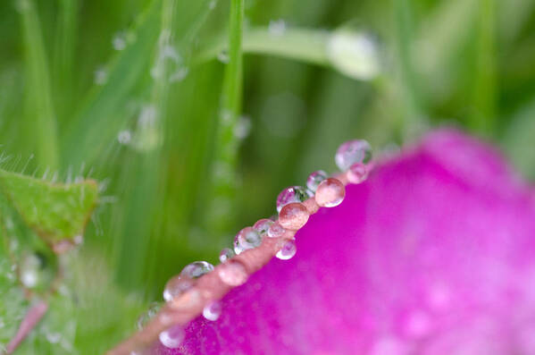 Raindrops Poster featuring the photograph The Edge by Margaret Pitcher