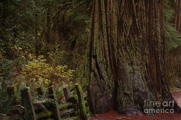 Trees Poster featuring the photograph The gateway to Redwoods by Rose Jones