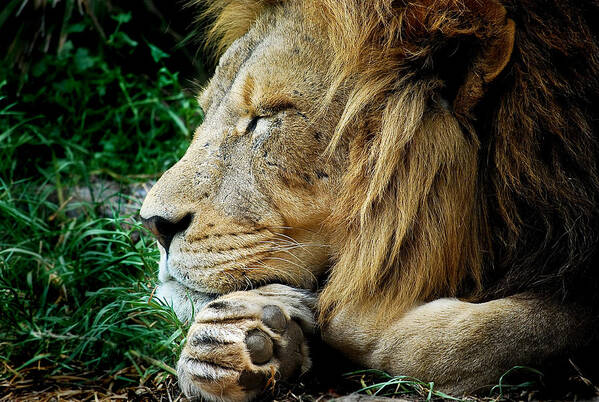 Lion Poster featuring the photograph The Lions Sleeps by Michelle Wrighton