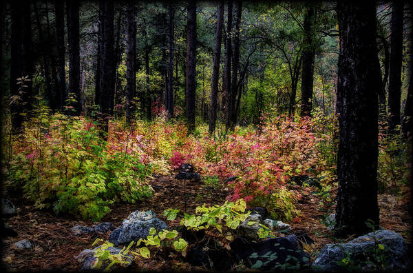 Fall Colors Poster featuring the photograph The Magic Forest by Saija Lehtonen