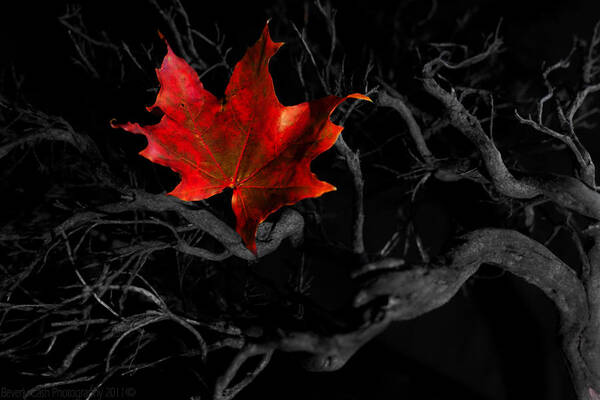 Autumn Poster featuring the photograph The Red Leaf by B Cash