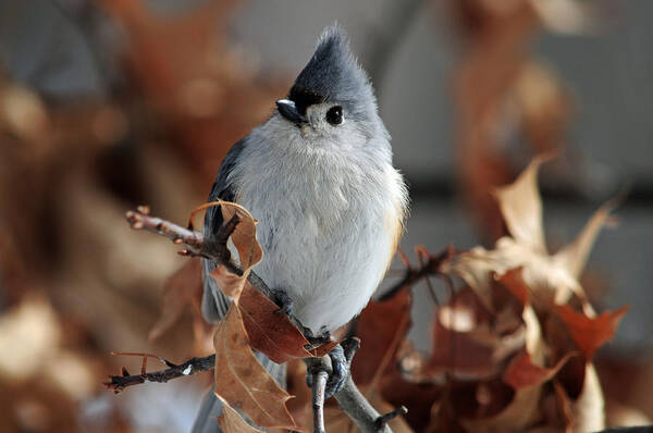 Bird Poster featuring the photograph The Titmouse by Mike Martin