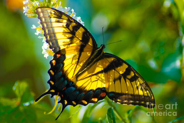 Yellow Poster featuring the photograph Tiger Swallowtail Butterfly by Stephen Whalen