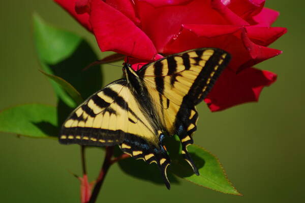 Tiger Swallowtail Poster featuring the photograph Tiger Swallowtail on a Red Rose by Wanda Jesfield