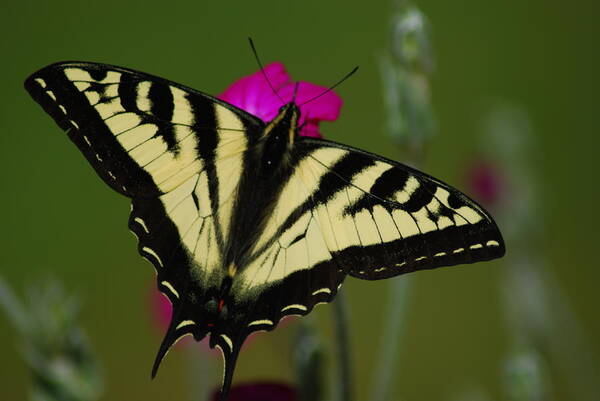 Tiger Poster featuring the photograph Tiger Swallowtail on Pink by Wanda Jesfield