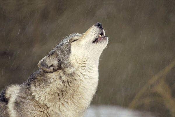 Mp Poster featuring the photograph Timber Wolf Canis Lupus Howling by Gerry Ellis