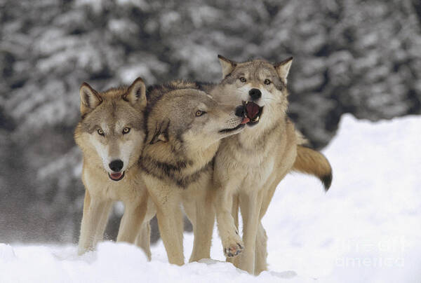 00170055 Poster featuring the photograph Timber Wolf Trio Playing In Snow Montana by Tim Fitzharris