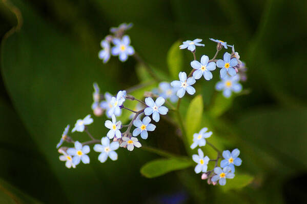 Forget-me-nots Poster featuring the photograph Tiny Dancers by Bill Pevlor