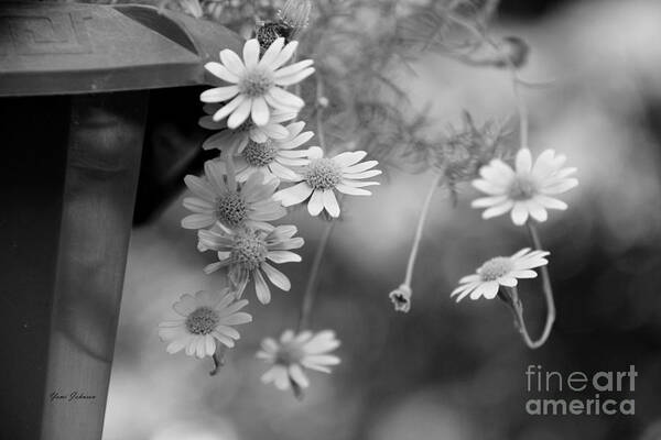Flowers Poster featuring the photograph Tiny flowers in black and white by Yumi Johnson