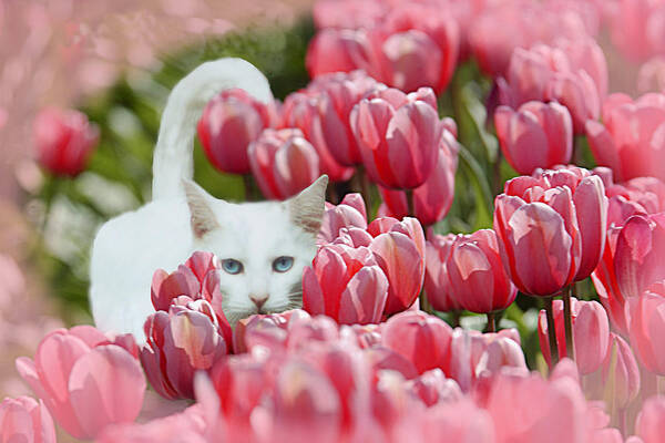 Kitty Poster featuring the photograph Tiptoe through the Tulips by Beverly Hanson