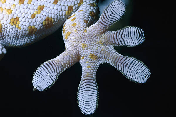 00129470 Poster featuring the photograph Tokay Gecko Foot by Mark Moffett