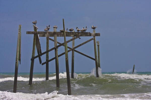 Topsail Poster featuring the photograph Topsail Ocean City Pelicans by Betsy Knapp