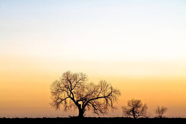 'boulder County' Poster featuring the photograph Tree Harmony by James BO Insogna