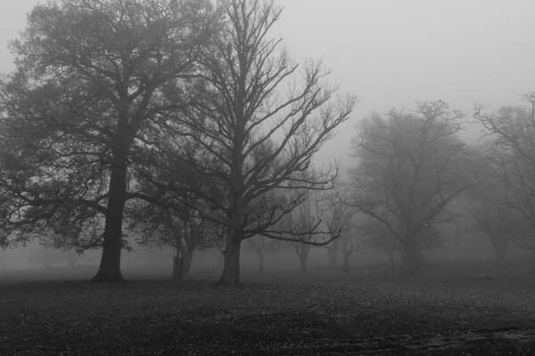 Trees Poster featuring the photograph Trees and Fog by Maj Seda