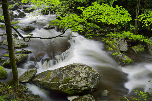 Landscape Poster featuring the photograph Tremont Spring in Great Smoky Mountains by Darrell Young