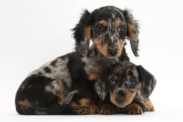 Dachshund Poster featuring the photograph Tricolor Dachshund Puppies by Mark Taylor
