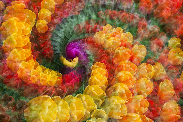 Tulips Poster featuring the photograph Tulip Spiral by Yoshiki Nakamura