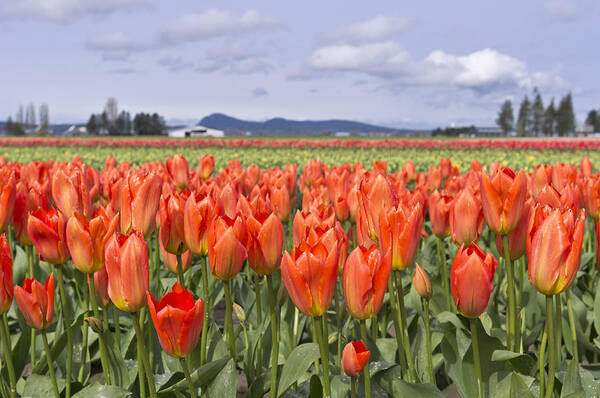 Tulip Poster featuring the photograph Tulips by Priya Ghose