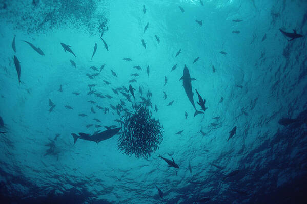 00106453 Poster featuring the photograph Tuna And Dolphins Feeding On Baitball by Flip Nicklin