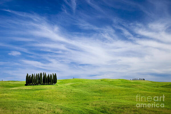 Cypress Poster featuring the photograph Tuscany Cypress by Brian Jannsen