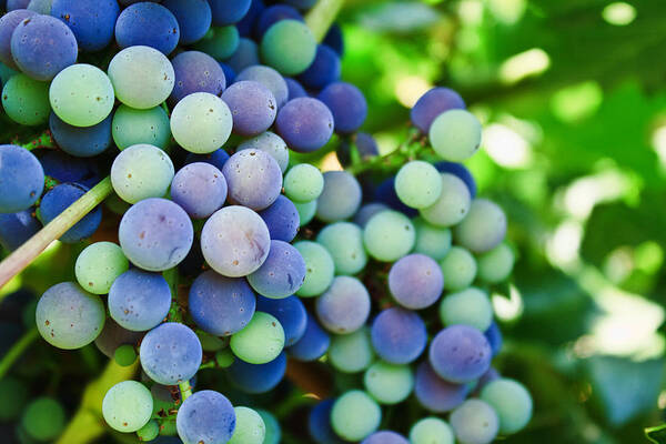 Veraison Poster featuring the photograph Veraison by Randy Wehner