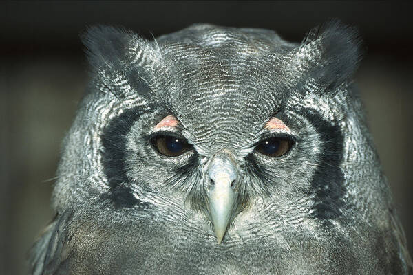 Mp Poster featuring the photograph Verreauxs Eagle-owl Bubo Lacteus by Konrad Wothe