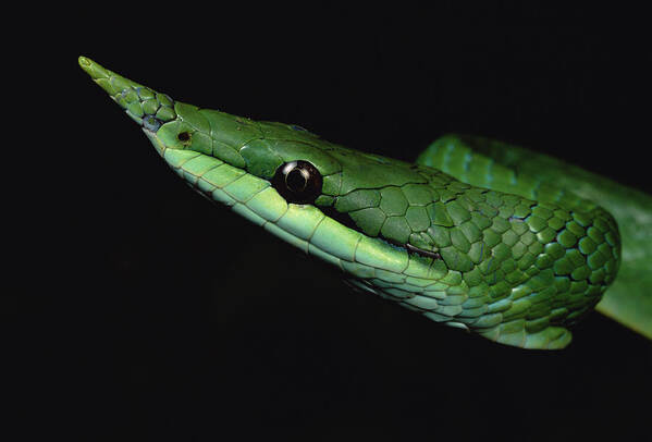 Mp Poster featuring the photograph Vine Snake Natrix Trianguligera Face by Mark Moffett